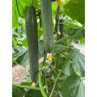 Compra PEPINO ESCOLTA F1 (1.000 Semillas). en la tienda online Fito Agrícola