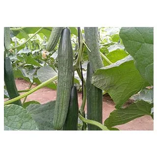 Compra PEPINO FLAVIUS F1 (500 Semillas). en la tienda online Fito Agrícola