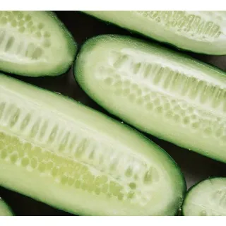 Compra PEPINO FREIRE F1 (1.000 Semillas) en la tienda online Fito Agrícola