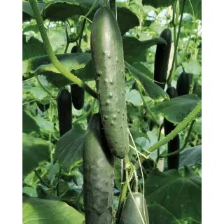 Compra PEPINO GARFIELD F1 (1.000 Semillas). en la tienda online Fito Agrícola