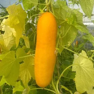 Compra PEPINO GELE TROS AB (20 Semillas). en la tienda online Fito Agrícola