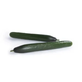 Compra PEPINO GELIDO RZ F1 Precisión (1.000 Semillas). en la tienda online Fito Agrícola