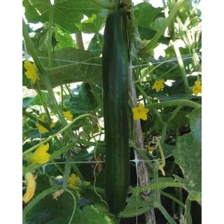 Compra PEPINO GUSTOFF F1 (5.000 Semillas). en la tienda online Fito Agrícola