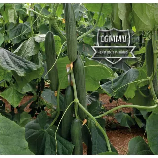 Compra PEPINO CABAÑAS F1 (1.000 Semillas). en la tienda online Fito Agrícola