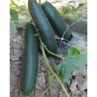 Compra PEPINO KINTARO F1 (5.000 Semillas). en la tienda online Fito Agrícola