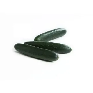 Compra PEPINO KYOGAN RZ F1 Precisión (1000 Semillas). en la tienda online Fito Agrícola