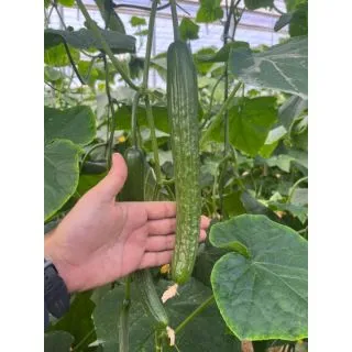 Compra PEPINO MAGMMAN F1 (1.000 Semillas). en la tienda online Fito Agrícola