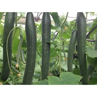 Compra PEPINO MARUMBA F1 (1000 Semillas). en la tienda online Fito Agrícola