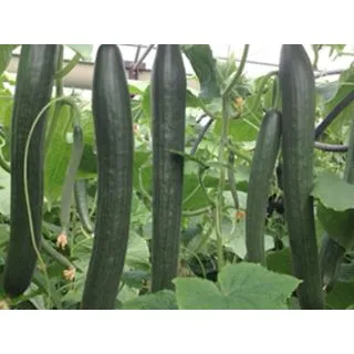 Compra PEPINO MARUMBA F1 (1000 Semillas). en la tienda online Fito Agrícola