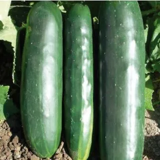 Compra PEPINO MONTEBELLO F1 (1000 Semillas). en la tienda online Fito Agrícola