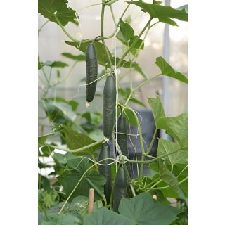 Compra PEPINO NABILA F1 (1.000 Semillas). en la tienda online Fito Agrícola