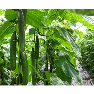 Compra PEPINO NAVAL F1 (1.000 Semillas) en la tienda online Fito Agrícola