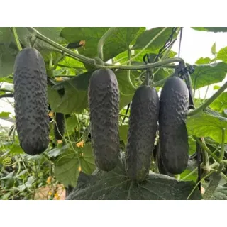 Compra PEPINO PIQUET RZ F1 Precisión (1.000 Semillas). en la tienda online Fito Agrícola