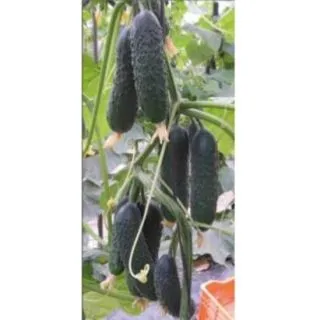 Compra PEPINO SEVERIN F1 (1000 Semillas). en la tienda online Fito Agrícola