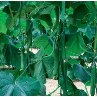 Compra PEPINO SYDER RZ F1 Precisión (1.000 Semillas). en la tienda online Fito Agrícola