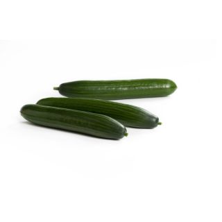 Compra PEPINO TRUENO RZ F1 Precisión (1000 Semillas). en la tienda online Fito Agrícola