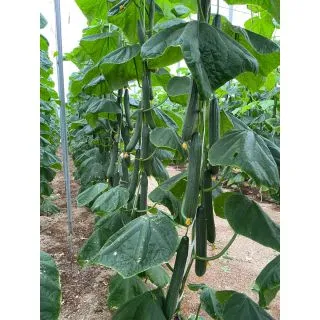 Compra PEPINO ZIMMAN F1 (1000 Semillas). en la tienda online Fito Agrícola