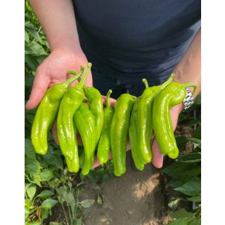 Compra PIMIENTO GENNARI F1 (1.000 Semillas) en la tienda online Fito Agrícola