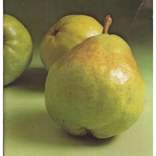 Compra PERAL WILLIAMS en la tienda online Fito Agrícola