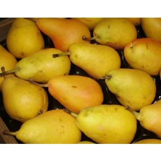 Compra PERAL LIMONERA en la tienda online Fito Agrícola