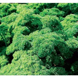 Compra PEREJIL VERDE PERLA (50 gr.). en la tienda online Fito Agrícola