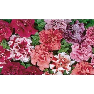 Compra PETUNIA DOBLE DUO MIX F1 Pildorada (1000 Semillas). en la tienda online Fito Agrícola