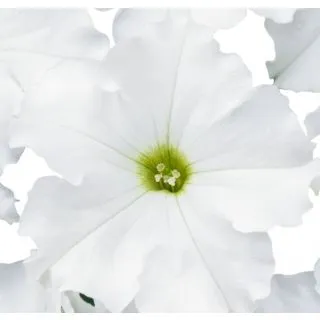 Compra PETUNIA DREAMS BLANCO (240 Plantas). en la tienda online Fito Agrícola