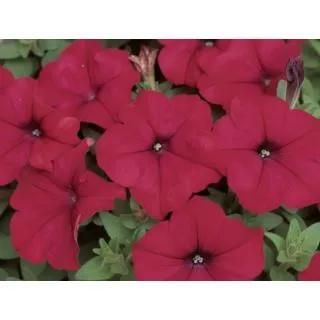 Compra PETUNIA DREAMS ROJA (240 Plantas). en la tienda online Fito Agrícola