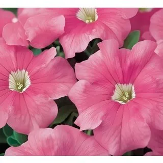 Compra PETUNIA DREAMS SALMON (240 Plantas). en la tienda online Fito Agrícola