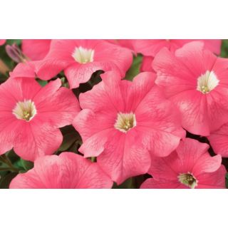 Compra PETUNIA EZ RIDER SALMON (240 Plantas). en la tienda online Fito Agrícola