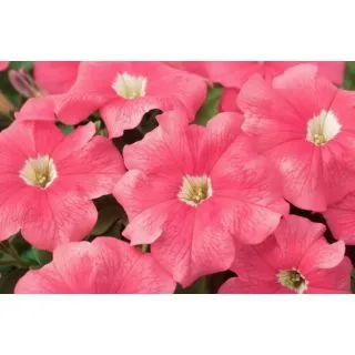 Compra PETUNIA EZ RIDER SALMON (240 Plantas). en la tienda online Fito Agrícola