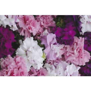 Compra PETUNIA GRANDIFLORA CASCADE (DOBLE) MIX (240 Plantas). en la tienda online Fito Agrícola
