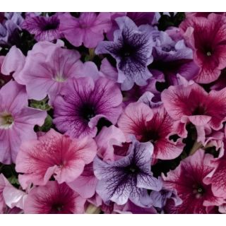 Compra PETUNIA GRANDIFLORA DADDY MIXT (240 Plantas). en la tienda online Fito Agrícola