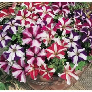 Compra PETUNIA TRITUNIA STAR MIXT (240 Plantas). en la tienda online Fito Agrícola