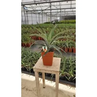 Compra PIÑA TROPICAL MD2 en la tienda online Fito Agrícola