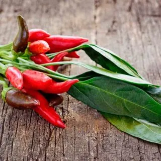 Compra ARDEI TABASCO AB (30 semințe). en la tienda online Fito Agrícola