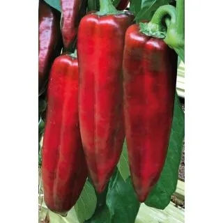 Compra ARDEI AMULETO F1 (1.000 Semințe) en la tienda online Fito Agrícola