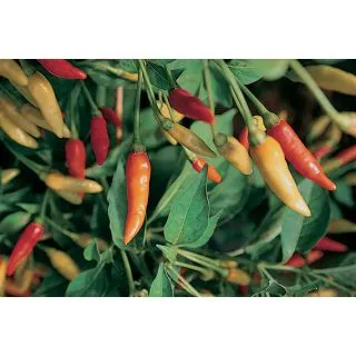 Compra ARDEI TABASCO (1000 semințe) en la tienda online Fito Agrícola