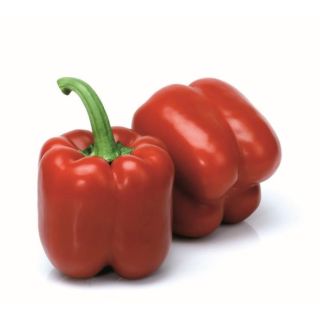 Compra PIMIENTO ACUSTICO RZ F1 Precisión (1000 semillas). en la tienda online Fito Agrícola