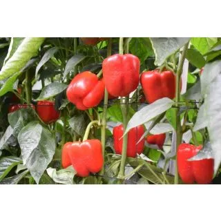 Compra ARDEI ADARGA F-1 (1.000 Semințe). en la tienda online Fito Agrícola