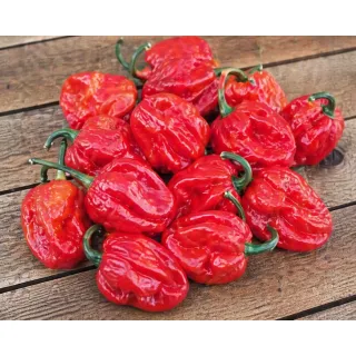 Compra ARDEI AVENIR F1 NETRATAT (1.000 Semințe) en la tienda online Fito Agrícola