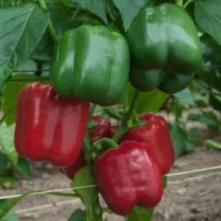 Compra ARDEI BENIEL F-1 (1.000 semințe). en la tienda online Fito Agrícola