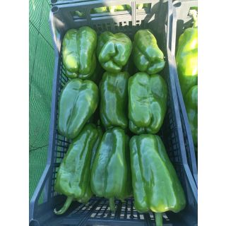 Compra PIMIENTO BIG LAMUYO F1 EPS247 en la tienda online Fito Agrícola