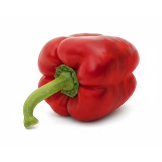 Compra PIMIENTO BRASERO F1 (1.000 Semillas). en la tienda online Fito Agrícola