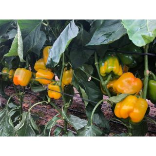 Compra PIMIENTO CALCIO F1 (1000 Semillas). en la tienda online Fito Agrícola