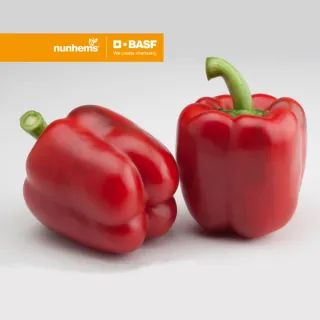 Compra ARDEI CARSON F1 (1.000 Semințe) en la tienda online Fito Agrícola