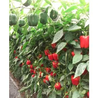 Compra ARDEI CLIPEO F-1 (1.000 Semințe). en la tienda online Fito Agrícola
