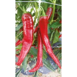 Compra PIMIENTO CORNO DI CAPRA CUPO (5.000 Semillas). en la tienda online Fito Agrícola