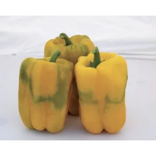 Compra PIMIENTO COSTADORO F1 (1.000 Semillas) en la tienda online Fito Agrícola