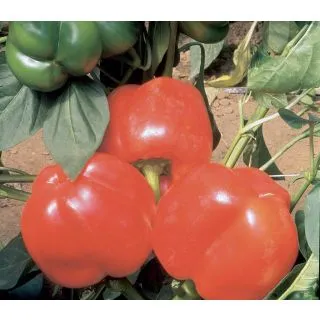 Compra ARDEI CUNEO ROSSO F1 (1.000 Semințe) en la tienda online Fito Agrícola